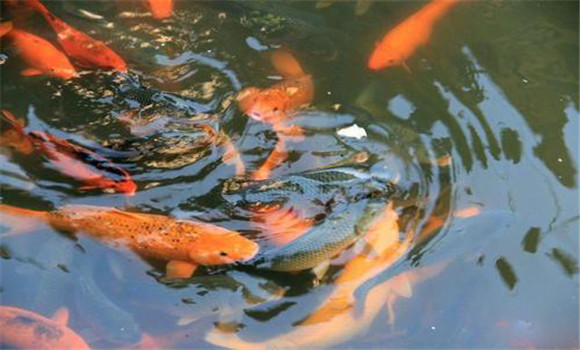 鯉魚的營(yíng)養(yǎng)成分與食用價(jià)值