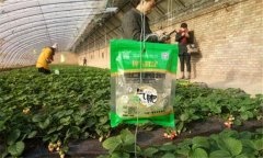 氣肥的主要成分是什么？大棚中施放氣肥的方法