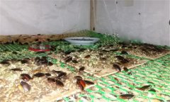 土鱉蟲的養(yǎng)殖方法 幼蟲飼養(yǎng)與溫度、濕度管理等