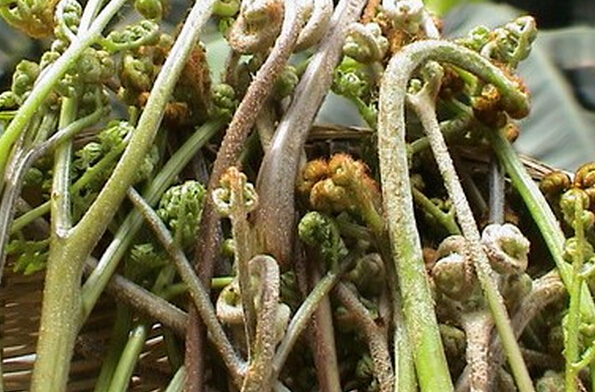 野菜中的蕨菜有營(yíng)養(yǎng)嗎
