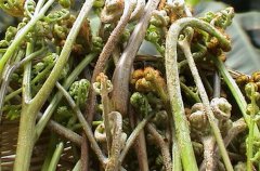 野菜中的蕨菜有營(yíng)養(yǎng)嗎？