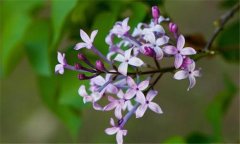 丁香花什么時候開花？丁香花的功效與作用