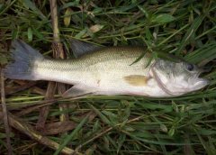 鱸魚(yú)有哪些病害 鱸魚(yú)的常見(jiàn)病及防治技術(shù)要點(diǎn)