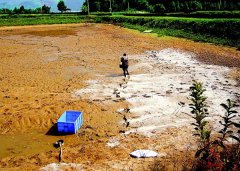 怎樣用生石灰、漂白粉、茶枯和巴豆給魚塘消毒