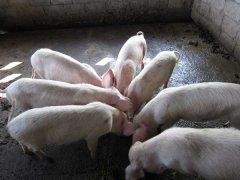 如何降低養(yǎng)豬成本？降低豬飼養(yǎng)成本的30個竅門