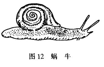 蝸牛養(yǎng)殖技術