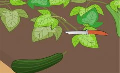 早春西葫蘆如何栽培？早春西葫蘆種植技術(shù)要點