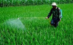如何合理使用農(nóng)藥，把握好這六點就夠了