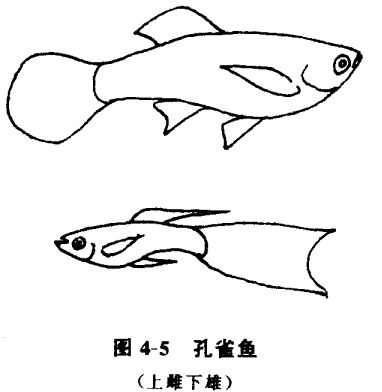 怎樣養(yǎng)孔雀魚？