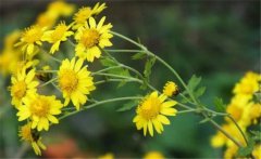 野菊花史話，介紹幾個野菊花的消腫養(yǎng)顏妙方