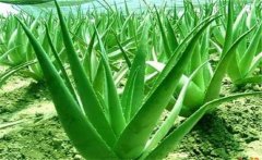 蘆薈的藥用價(jià)值，介紹幾個(gè)蘆薈的養(yǎng)顏配方