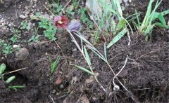 川貝母產(chǎn)地是哪里？川貝母的用法、用量與禁忌