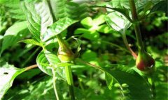 牛膝的用法用量、臨床應(yīng)用及用藥注意事項(xiàng)