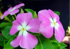 長(zhǎng)春花的功效與作用