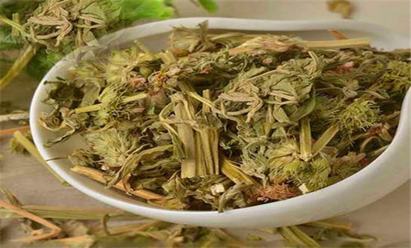 益母草的用法、用量與禁忌