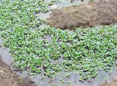 水溫、ph值對(duì)鱔魚(yú)養(yǎng)殖的影響
