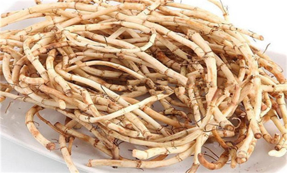 魚(yú)腥草的用法、用量與禁忌