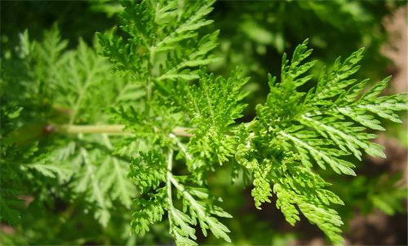 青蒿的用法、用量與禁忌