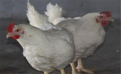 如何提高肉雞品質(zhì)，提高肉雞合格率的五大措施