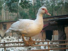 番鴨產(chǎn)蛋期為幾月份？番鴨產(chǎn)蛋期飼養(yǎng)管理技術(shù)