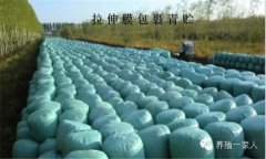 青貯飼料的調(diào)制方法、技術(shù)要點(diǎn)與注意事項(xiàng)