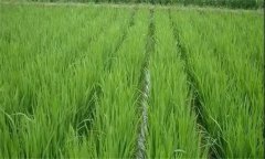水稻遭遇高溫熱害怎么辦，有何補救技術(shù)措施？