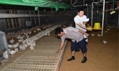 干撒式發(fā)酵床飼養(yǎng)肉雞有哪些優(yōu)勢(shì)？