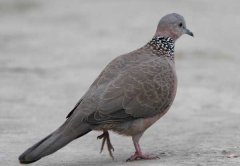 斑鳩吃什么食物？
