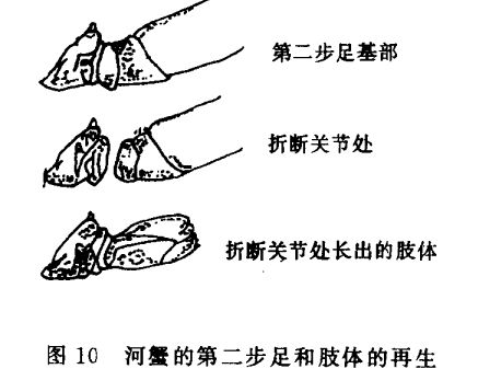 河蟹飼養(yǎng)管理技術