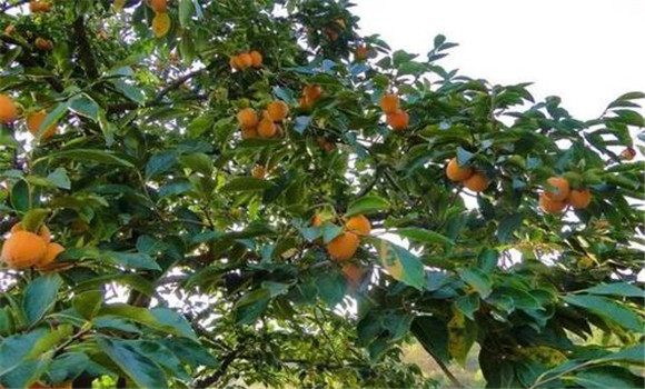 如何提高柿子產量