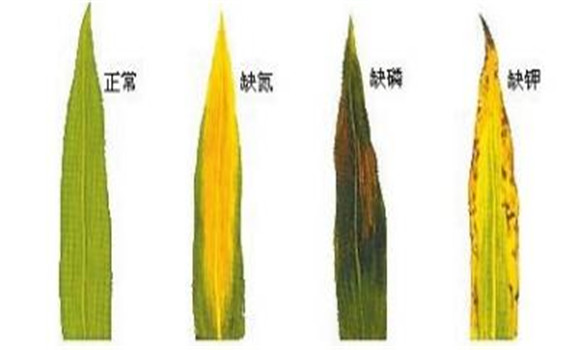植物缺氮、磷、鉀元素時(shí)各有什么癥狀
