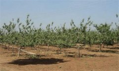 蘋果種植園的早中晚品種搭配方式 蘋果園建設須