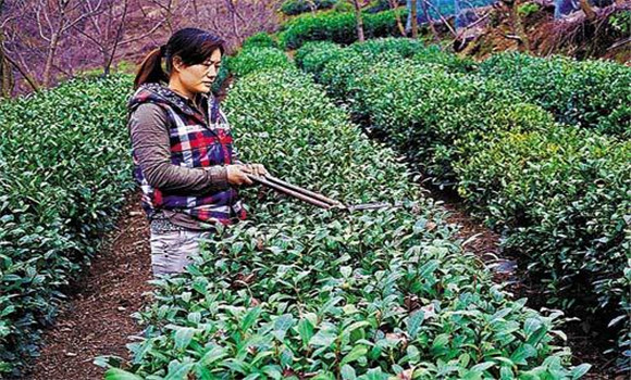 怎樣修剪茶樹(shù)？茶樹(shù)的修剪方法介紹