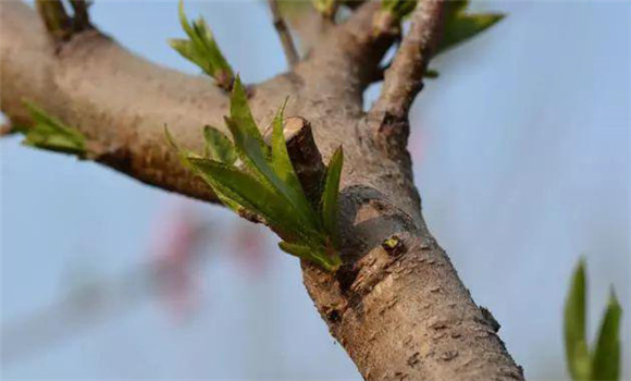 桃樹(shù)的抹芽方法