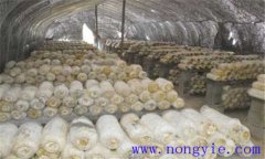 平菇生長(zhǎng)環(huán)境要求 平菇對(duì)溫度、水分和濕度要求
