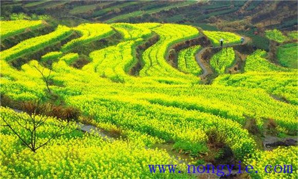 條播油菜要注意的三個要點(diǎn)