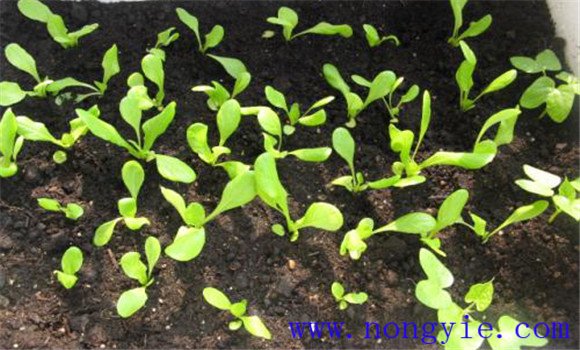 陽(yáng)臺(tái)種植生菜的方法介紹