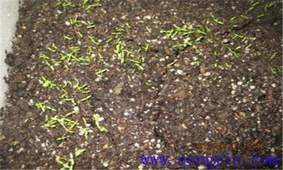 提高西芹發(fā)芽率，不要使用當年的種子