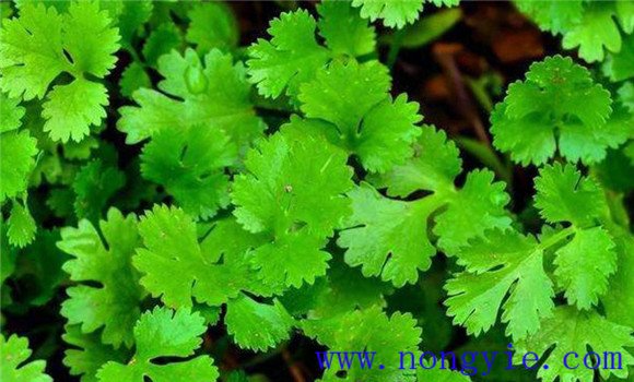 怎樣種芫荽，種芫荽的方法