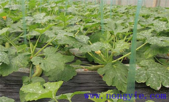 西葫蘆定植技術要點