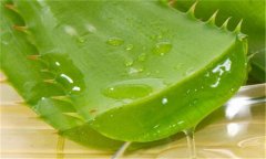 蘆薈能延緩衰老嗎？蘆薈為什么能延緩衰老？