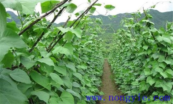 蔓生型栽培類(lèi)型