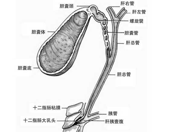 聚焦三農