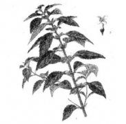 薄荷葉的功效有哪些？