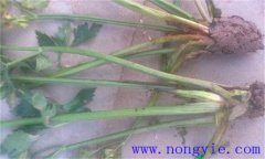 西芹裂根是怎么回事？怎樣防止？
