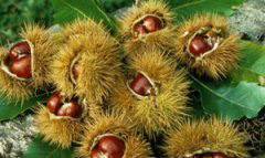 孕婦能吃板栗嗎？孕婦能不能吃板栗