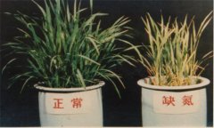 氮、磷、鉀對植物的作用分別是什么