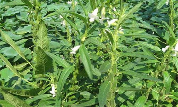 芝麻打頂的注意事項