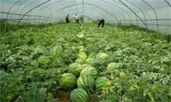 西瓜的種植時(shí)間 西瓜施肥管理技術(shù)