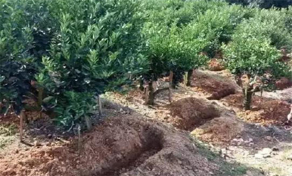 柑園追肥，需開溝條施